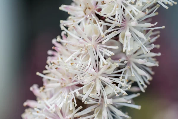 Cimicifuga i blom Royaltyfria Stockfoton