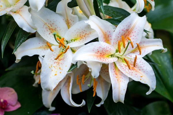 Weiße Lilie im Garten — Stockfoto