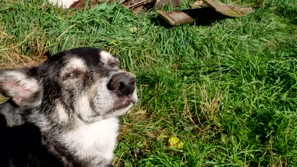 Kop Van Een Bastaard Hond Een Achtergrond Van Groen Gras — Stockvideo