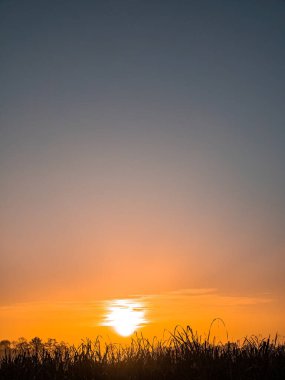 Sis içindeki bir çayırda portakal rengi gün doğumu. Ufukta turuncu, güneşli gün batımı. Ufuktaki ağaçlar. Çayırda sabah sisi. Güneşin doğuşunun şafağı. Gün batımının akşam şafağı.