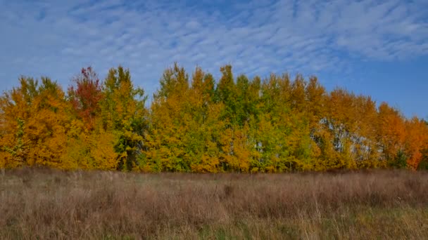 Grove Deciduous Trees Yellow Fall Foliage Autumn Foliage Trees Blue — Stock Video