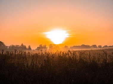 Sis içindeki bir çayırda portakal rengi gün doğumu. Ufukta turuncu, güneşli gün batımı. Ufuktaki ağaçlar. Çayırda sabah sisi. Güneşin doğuşunun şafağı. Gün batımının akşam şafağı.