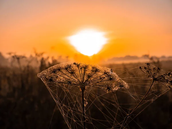 Wiesenpflanze mit Spinnweben in den Strahlen der aufgehenden Sonne. — Stockfoto