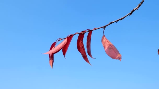 Fogliame Rosso Autunnale Ciliegio Sfondo Cielo Blu Fogliame Autunnale Alberi — Video Stock