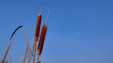 Mavi gökyüzüne karşı kahverengi büyüyen Reed bitkileri. Reed su bitkisi. Sazlıklarda kahverengi büyür. Reed suyun yanında. Mavi gökyüzü vahşi yaşam. Avlanma ve balık tutma. Güneşli bir gün. Bulutsuz. Video.