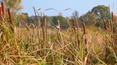 Bataklık bitkilerinin çalıları kahverengi renkli sazlıklardır. Reed su bitkisi. Sazlıklarda kahverengi büyür. Reed suyun yanında. Balık tutmaya. Avlanıyordum. Vahşi doğa. Video.
