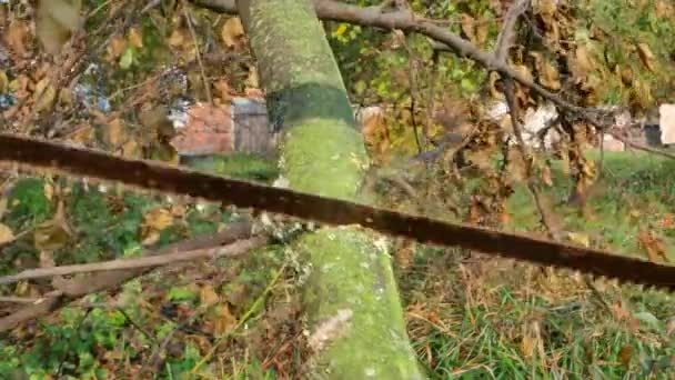 Menggergaji Dahan Pohon Dengan Gergaji Tangan Melihat Alat Kebun Tangan — Stok Video