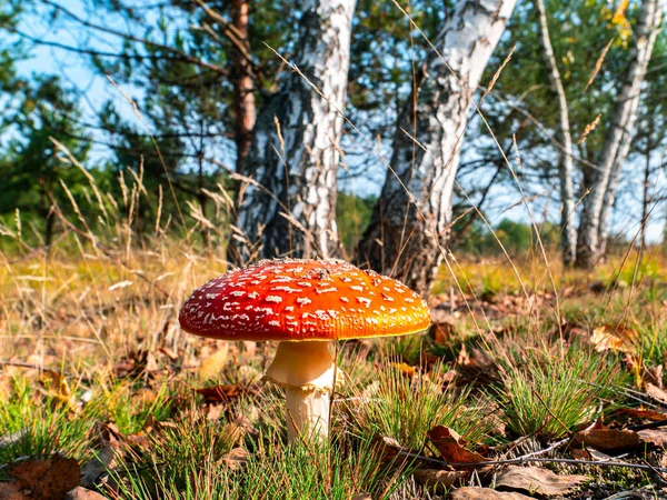 Nejedlé Houbové Červené Mouchy Agarické Poblíž Břízy Lesní Jedovatá Houbová — Stock fotografie