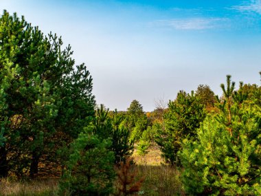 Ufuktaki mavi gökyüzüne karşı çam ormanı. Çam ormanı. Ladin. Beyaz bulutlu mavi gökyüzü. Beyaz bulutlar. Güneşli bir gün. Açık güneşli hava. Doğa manzarası. Doğal arkaplan.
