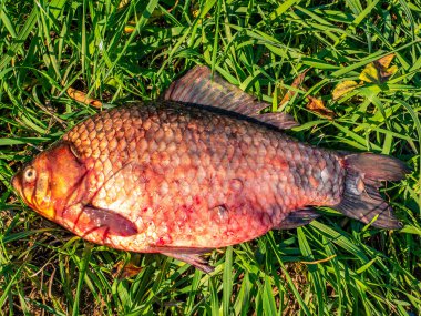 Balık sazan balığı, yeşil çimlerin üzerinde balık tutarken yakalanır. Balık avı. Balık haçı. Tatlı su. Sazan balığı. Yeşil çimenler. Boş zaman aktiviteleri. Arkaplan resmi. Balıkçı ganimeti.
