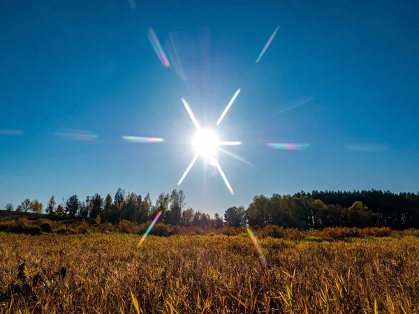 Sun on a background of blue sky over an autumn field. Yellow foliage. Autumn season. Blue cloudless sky. Sun rays. Forest horizon. Natural landscape. Yellow grass. Heavenly horizon. Background.