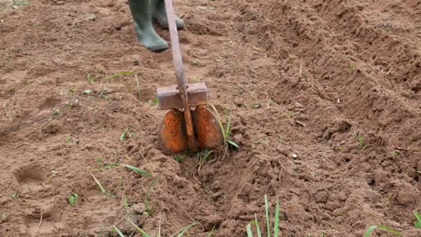 Proses Membajak Lahan Pertanian Dengan Tangan Bajak Pembajak Besi Alat — Stok Video