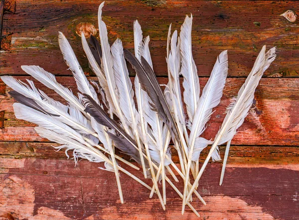 Goose bird feathers lie on a wooden table. Bird feather. Quill pen for writing with ink. Plumage of birds. Agricultural poultry farming. Plumage of domestic geese. Wooden background. Place for text.