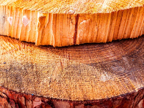 Texture Une Fissure Transversale Dans Une Coupe Bois Pin Arbre — Photo