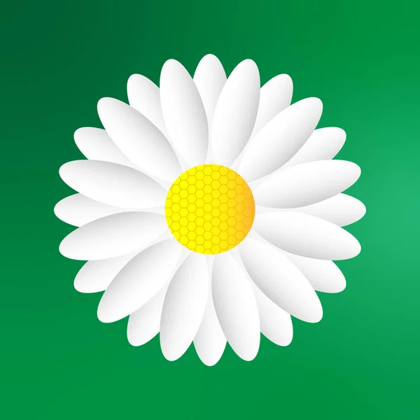 Flores Manzanilla Blanca Sobre Fondo Verde Flor Manzanilla Blanca Imagen — Vector de stock