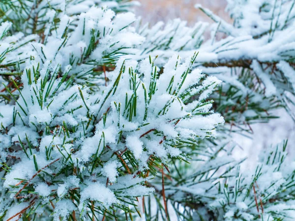 Green branches of a pine tree in the snow. Snow blizzard. Forest. Pine tree. Winter season. Merry Christmas. Christmas holidays. Weather. Natural landscape. Landscape. Background.