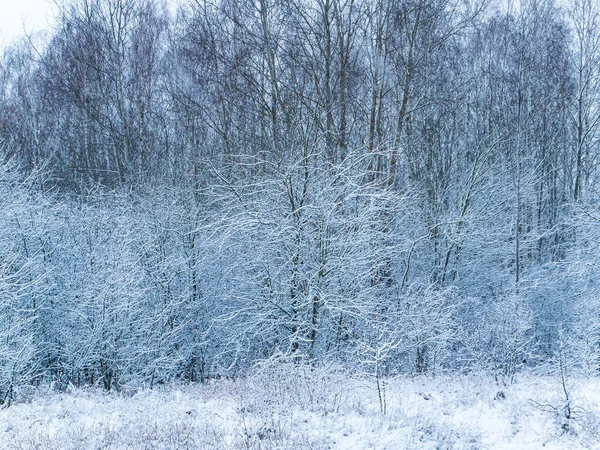 Δέντρα Του Δάσους Καλύπτονται Από Χιονοθύελλες Χιονάτη Φυλλοβόλα Δέντρα Χειμερινή — Φωτογραφία Αρχείου