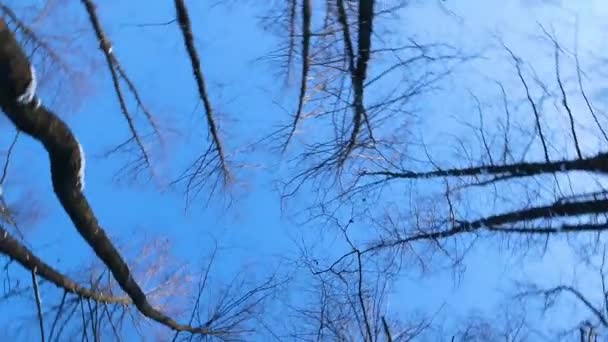 Kronen Van Hoge Bomen Draaien Tegen Blauwe Lucht Bomen Zonder — Stockvideo