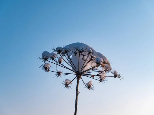 Fleur Prairie Dans Neige Hiver Contre Ciel Bleu Plante Champ — Photo