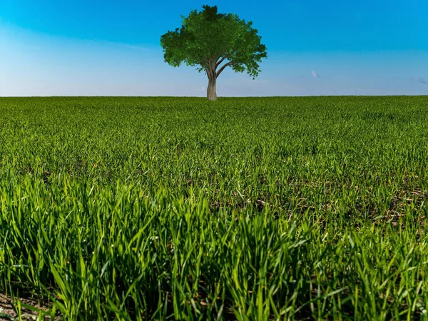 A lonely tree standing in a green field against a blue sky. The crown of the tree. Green grass. Agricultural field of winter crops. Cloudy horizon. Blue sky. Natural landscape. Background image.