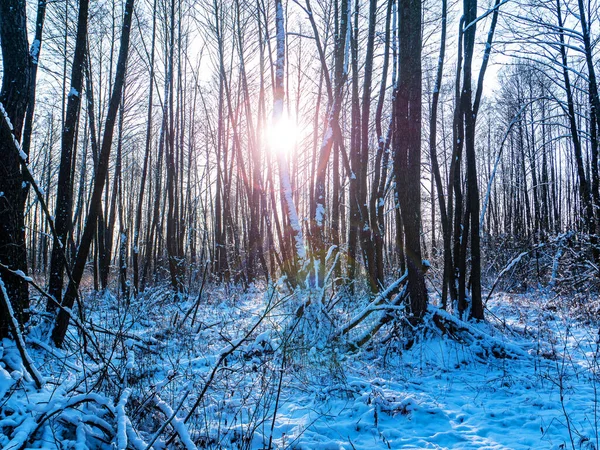 Χειμερινός ήλιος λάμπει μέσα από κλαδιά δέντρων. — Φωτογραφία Αρχείου