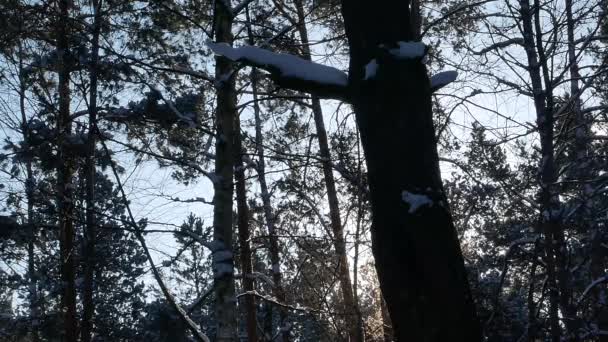 Brilho Flocos Neve Caindo Nos Raios Sol Uma Floresta Pinheiros — Vídeo de Stock