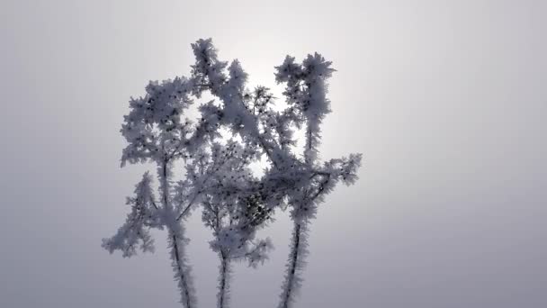 Pianta Del Prato Coperta Gelo Inverno Nella Nebbia Pianta Campo — Video Stock