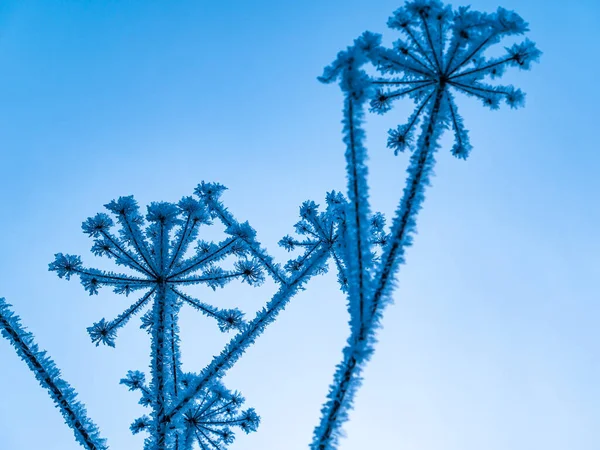 The heracleum plant is covered with frost against a blue sky. Meadow plant heracleum. Blue sky. Winter season. White snow. Frosty frost. Cold weather. Natural background. Sunny day. Background.