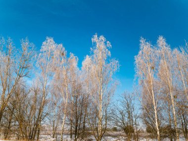 Kışın mavi gökyüzüne karşı don kaplı bir huş ağacı. Birch Grove. Ağaç dalları. Soğuk bir hava. Beyaz kar. Buz gibi soğuk. Kış mevsimi. Mavi gökyüzü. Beyaz bulutlar. Doğal manzara..