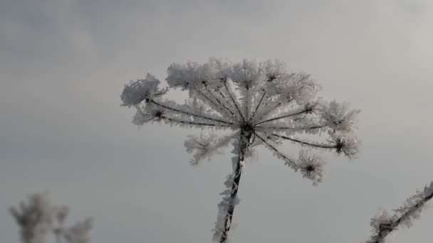 在冬天的大雾中，田里的植物赫拉克被白雪覆盖着. — 图库视频影像