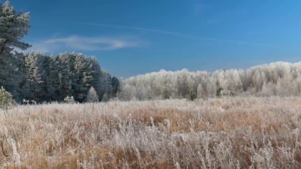 Zasněžený borový les proti modré obloze ve slunečním světle. — Stock video
