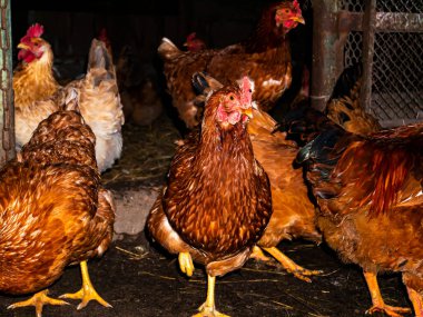 Kahverengi tavuklar Karanlıkta kırmızı bir tarakla.