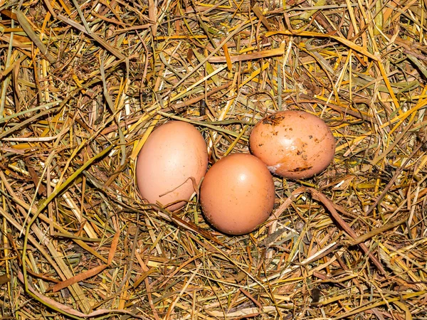 Three chicken eggs in the hay, laid by a hen.