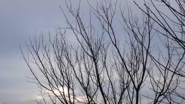 没有叶子的树枝在风中摇曳 树枝的一个树 乌云密布的天空 天气预报 气候条件 — 图库视频影像