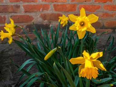 Yeşil yapraklı sarı nergis çiçekleri. Çiçek açan. Sarı nergis. Bitki yaprağı. Bahçe çiçekçiliği. Tuğla duvar Kırmızı tuğla. Bahar sezonu. Doğal arkaplan.