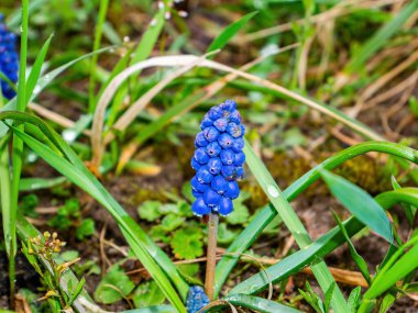 Genç muscari çiçeği tomurcuğunu yeşil yapraklarla açıyor. Çiçekli muscari. Yeşil yapraklar. Bahçe çiçekçiliği. Güzel çiçek. Doğal arka plan. Bahar sezonu. Arkaplan resmi.