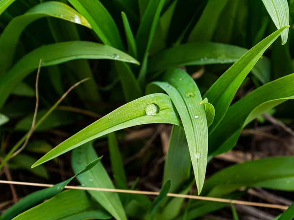 露珠落在植物的绿叶上 穿上衣服春天的季节园艺作物生产 地球日 漂亮的背景自然背景 — 图库照片