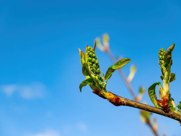 Brotos de primavera verde da árvore Prunus padus contra o céu azul. — Fotografia de Stock