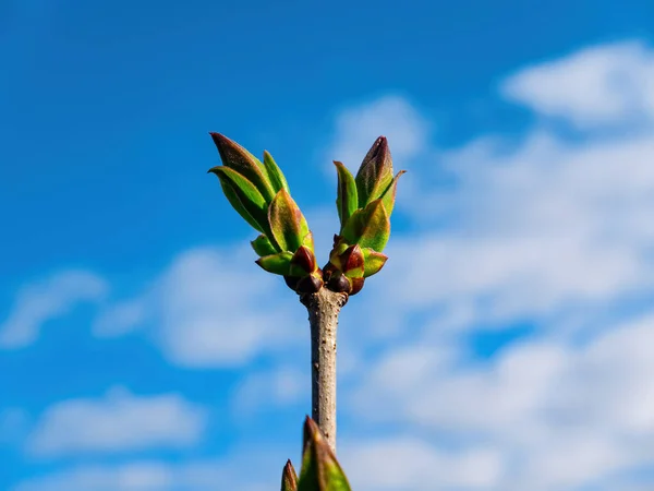 Brotos de primavera de folhas verdes de uma árvore de lilás. — Fotografia de Stock