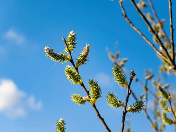 Spring blossoming of a pussy-willow tree against a blue sky. — Stock Fotó