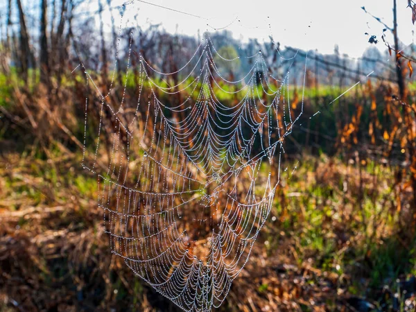 White spider web of insect with water drops. Spider webs. Morning dew. Rainwater drops. Insect trap. Animal world. Wildlife. Natural background. Background image.