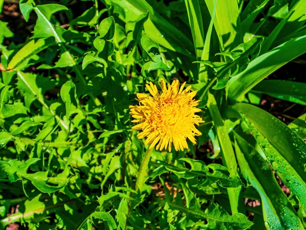 Floração Primavera Dente Flor Prado Amarelo Flores Amarelas Dentes Leão — Fotografia de Stock
