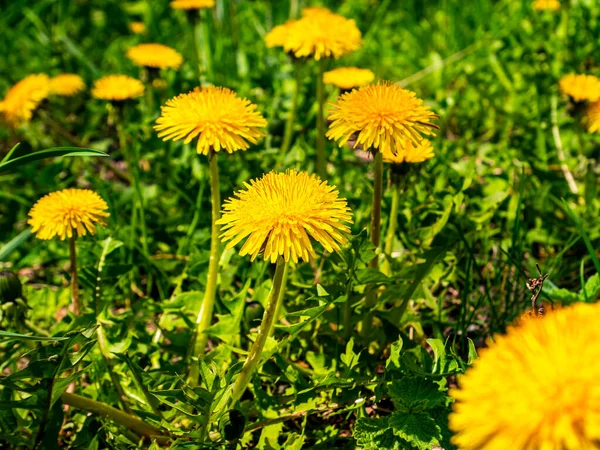 Floração Primavera Dente Flor Prado Amarelo Flores Amarelas Dentes Leão — Fotografia de Stock