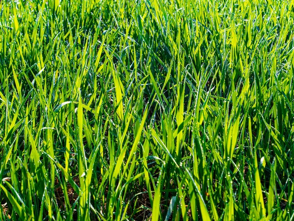 晨露在阳光下滴落 绿色的草地草 晨露福达掉下去了阳光 农业领域 宠物食品 背景图像 春季季节 — 图库照片