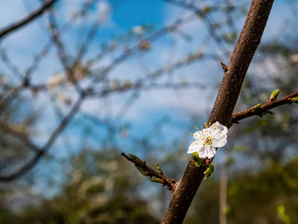 White flower on a plum fruit tree branch. Blooming plum tree. White flower. Blue sky. Spring gardening. Spring season. Botany. Orchard. Background image.
