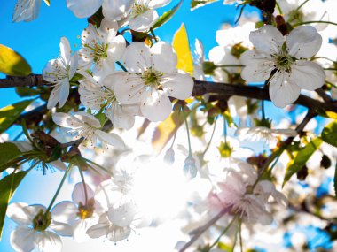 Güneş ışınlarında açan kiraz çiçekleri. Çiçek açan kiraz. Güneş ışığı. Beyaz çiçekler. Mavi gökyüzü. Yeşil yapraklar. Meyve ağaçları. Bahar bahçesi. Sonbahar sezonu. Doğal güzel bir arka plan..