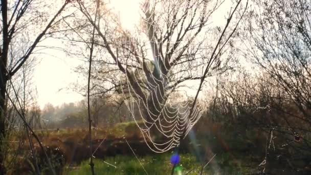 Spinnenweb Met Waterdruppels Zonlicht Water Druppels Een Spinnenweb Spinneninsect Ochtenddauw — Stockvideo