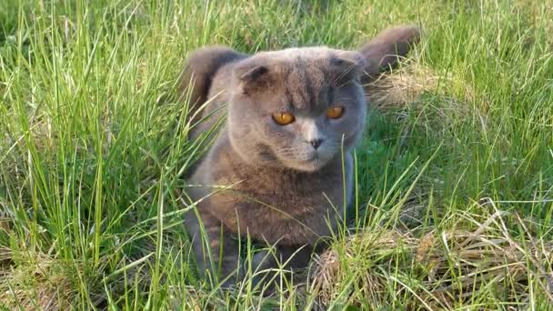 苏格兰猫躺在绿草中 英国品种的小猫 苏格兰折叠猫 大自然中的牲畜 夏季户外娱乐活动 猫科动物的掠夺者打猎 — 图库视频影像