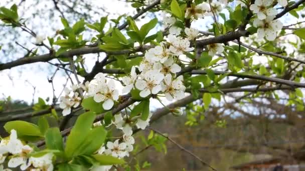 Witte Bloemen Van Bloeiende Kersenfruitboom Kersenboomgaard Bloeiende Bloem Boomgaard Het — Stockvideo