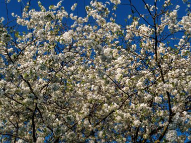 Mavi gökyüzünün arka planında çiçek açan kiraz çiçekleri. Çiçek açan ağaç. Meyve ağacı. Çiçek açan. Kiraz Bahçesi. Mavi gökyüzü. Bahar sezonu. Doğal arka plan. Botanik.